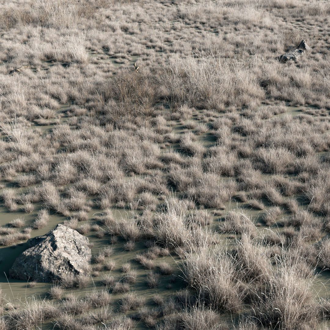 Wasteland